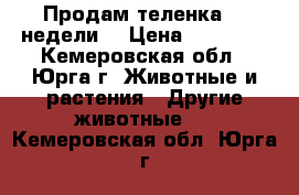 Продам теленка (3 недели) › Цена ­ 13 000 - Кемеровская обл., Юрга г. Животные и растения » Другие животные   . Кемеровская обл.,Юрга г.